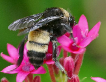 bumble bee on flower