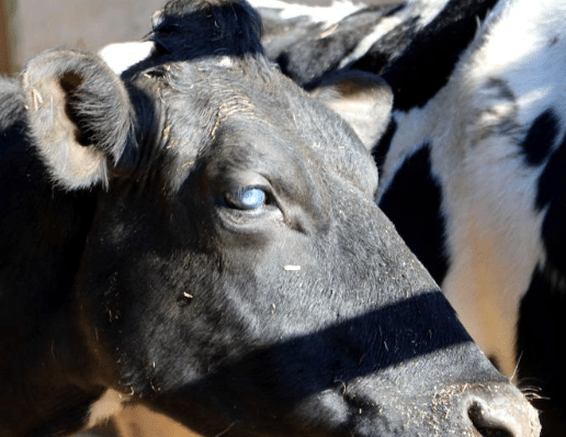Mazeyrat d’Allier - Certaines vaches subissent ce bleuissement des yeux depuis l'implantation du relais.