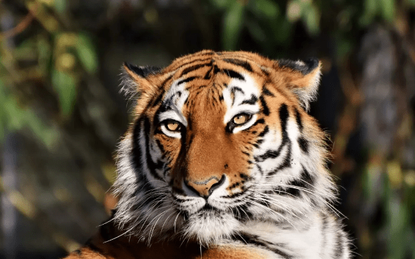 Indian Environment Ministry Bans Mobile Towers in Tiger Habitats