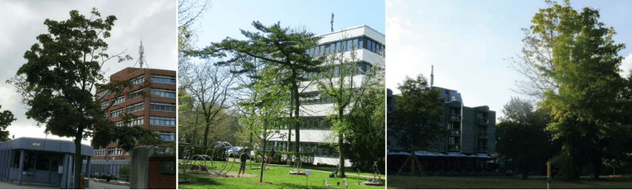 Baumschäden durch Mobilfunk