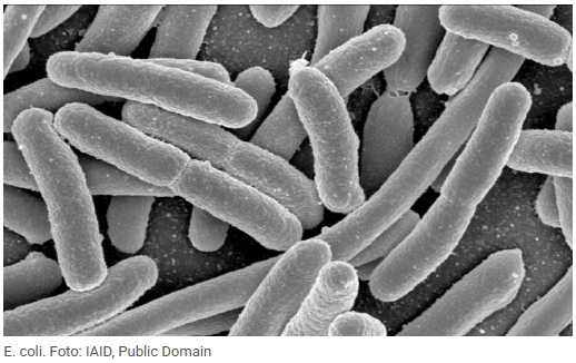 E.coli. Foto: IAID, Public Domain