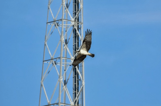 How Man-Made EMFs Are Impacting Other Species – A Symposium Report
